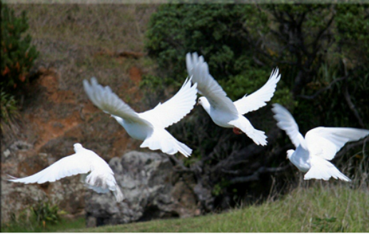 Wedding Unity Release